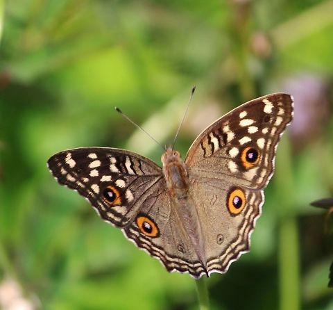 Lemon Pansy  Eamw butterflies,Junonia lemonias,Lemon Pansy,Vietnam