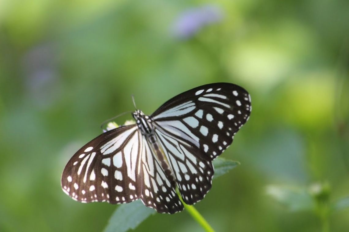 Glassy tiger Vietnam  Eamw butterflies,Glassy Tiger,Parantica aglea