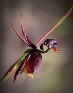 Large flying duck orchid  Caleana major,Eamw orchids,Flying Duck Orchid