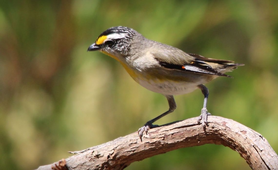 Striated pardalote  Eamw birds,Pardalotus striatus,Striated Pardalote