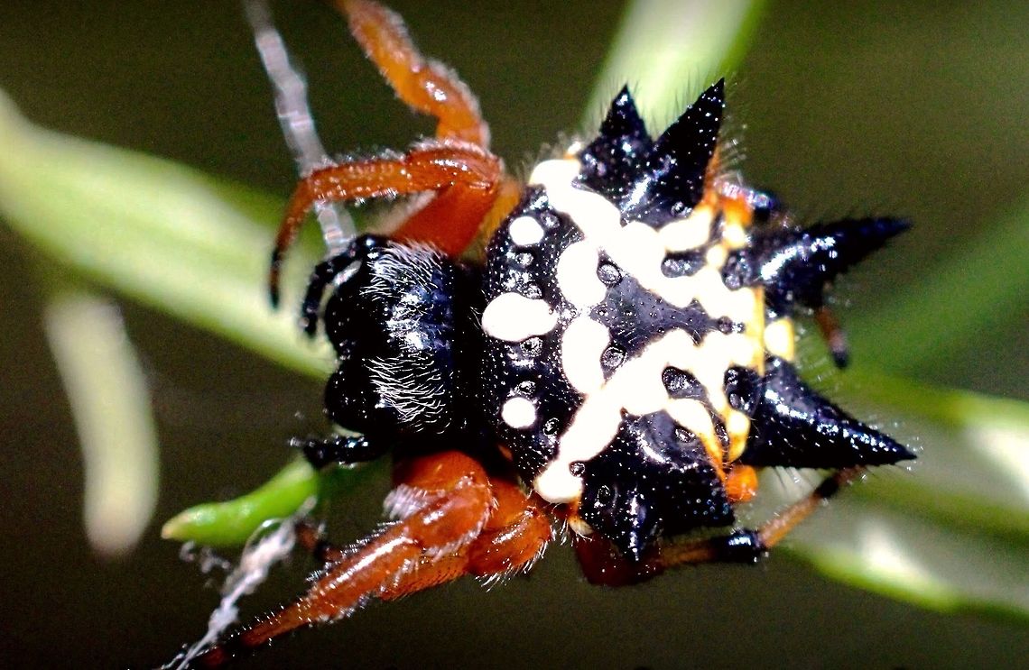 Female  Jewel spider  Austracantha minax,Eamw spiders,Jewel spider