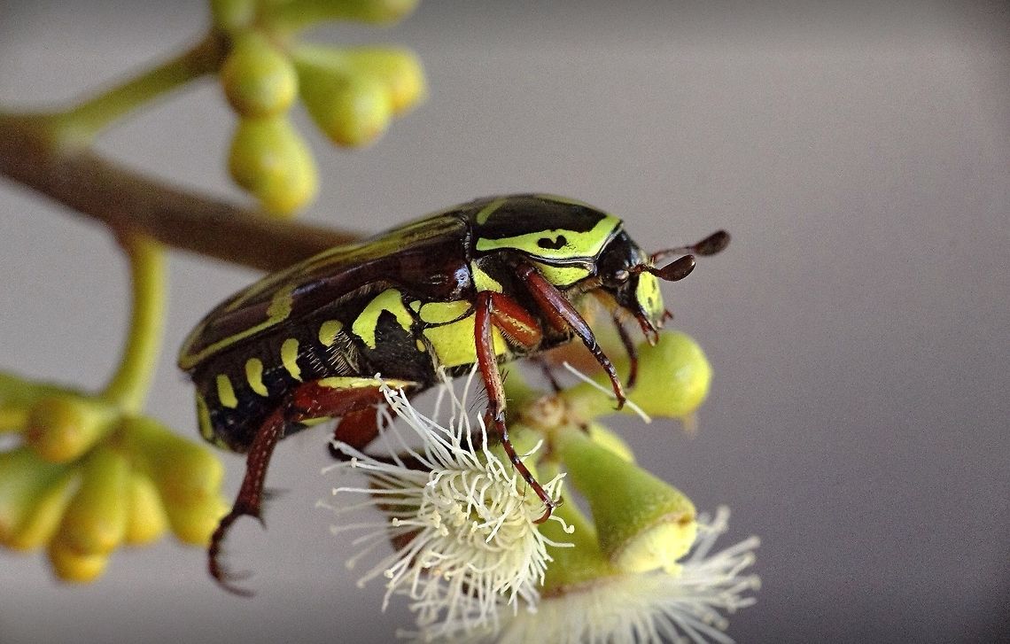 Fiddler beetle Observed 1.January 2015 Australia,Eamw beetles,Eupoecila australasiae,Geotagged