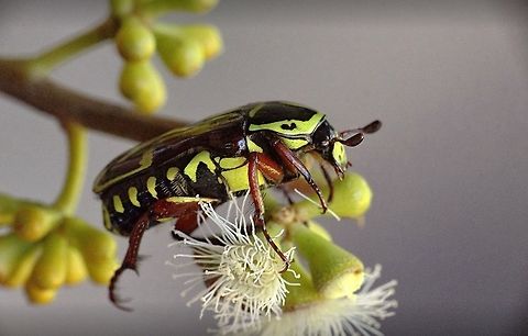 Fiddler beetle Observed 1.January 2015 Australia,Eamw beetles,Eupoecila australasiae,Geotagged