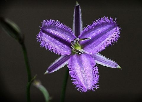Fringe lilie  Eamw flora,Fringe-lily,Thysanotus juncifolius