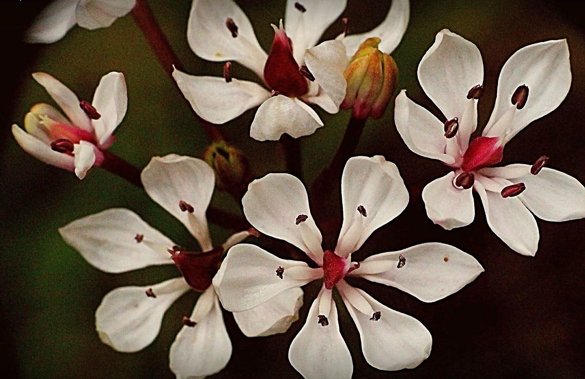 Milkmaids  Burchardia umbellata,Eamw flora,milkmaids