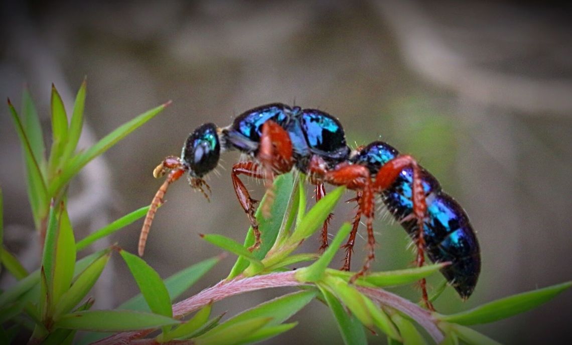 Blue ant female  Blue ant,Diamma bicolor,Eamw wasps