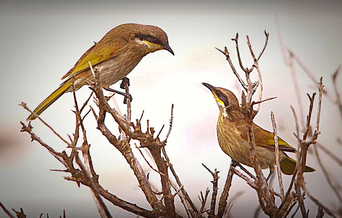 A pair of Singing honeyeaters  Australia,Eamw birds,Eamw honeyeaters,Geotagged,Lichenostomus virescens,Singing Honeyeater