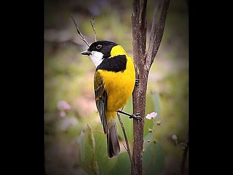 Golden wistler  Australian golden whistler,Eamw birds,Pachycephala pectoralis