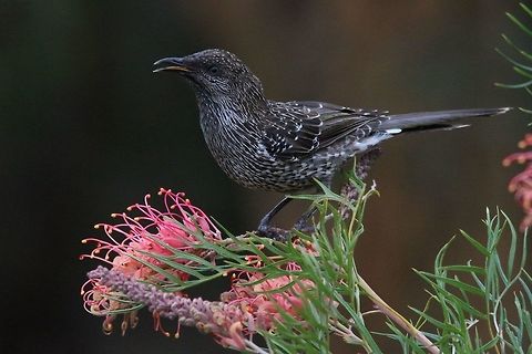 Little Wattlebird feeding on grevillea flowers.  Anthochaera chrysoptera,Australia,Eamw birds,Eamw honeyeaters,Fall,Geotagged,Little Wattlebird,Willunga SA