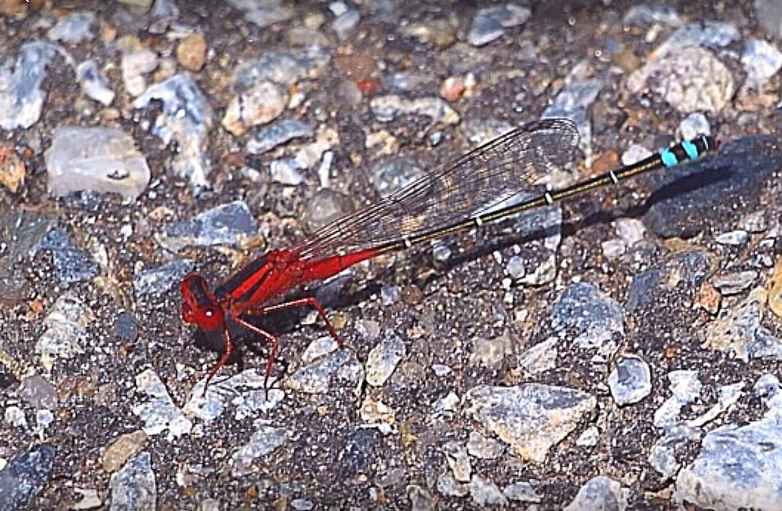Red and blue damsel fly  Animalia,Arthropoda,Coenagrionidae,Eamw dragonflies,Insecta,Odonata,Red and blue damsel,Xanthagrion erythroneurum