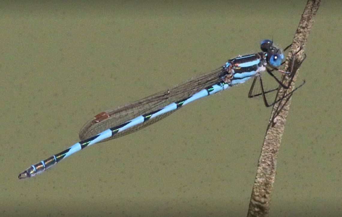 Blue ringtail  Animalia,Arthropoda,Austrolestes annulosus,Blue ringtail,Eamw dragonflies,Insecta,Lestidae,Odonata,Skye