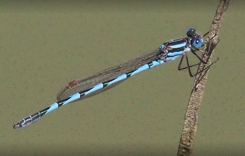 Blue ringtail  Animalia,Arthropoda,Austrolestes annulosus,Blue ringtail,Eamw dragonflies,Insecta,Lestidae,Odonata,Skye
