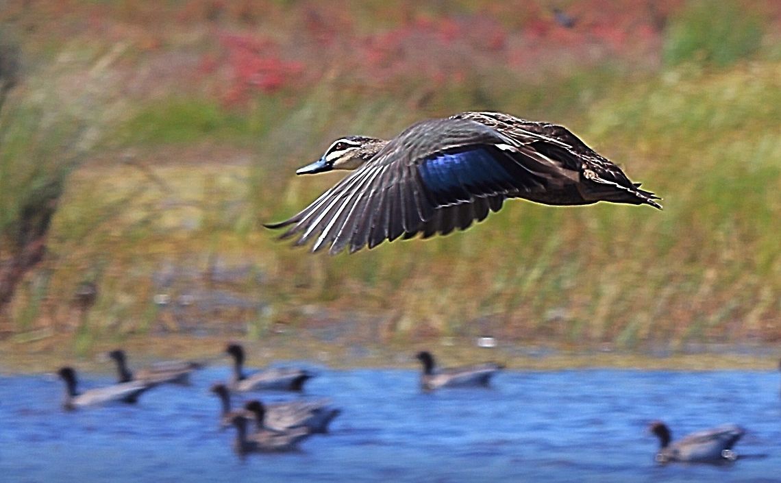 Pacific black duck  Anas superciliosa,Australia,Eamw birds,Geotagged,Pacific Black Duck