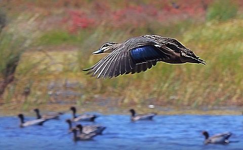 Pacific black duck  Anas superciliosa,Australia,Eamw birds,Geotagged,Pacific Black Duck