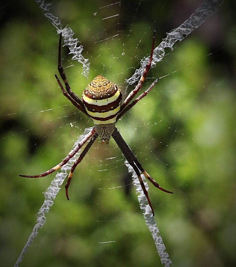 St.Andrews cross spider.  Argiope keyserlingi,Eamw spiders,Eamw spiders Orbweavers