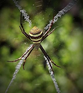 St.Andrews cross spider.  Argiope keyserlingi,Eamw spiders,Eamw spiders Orbweavers