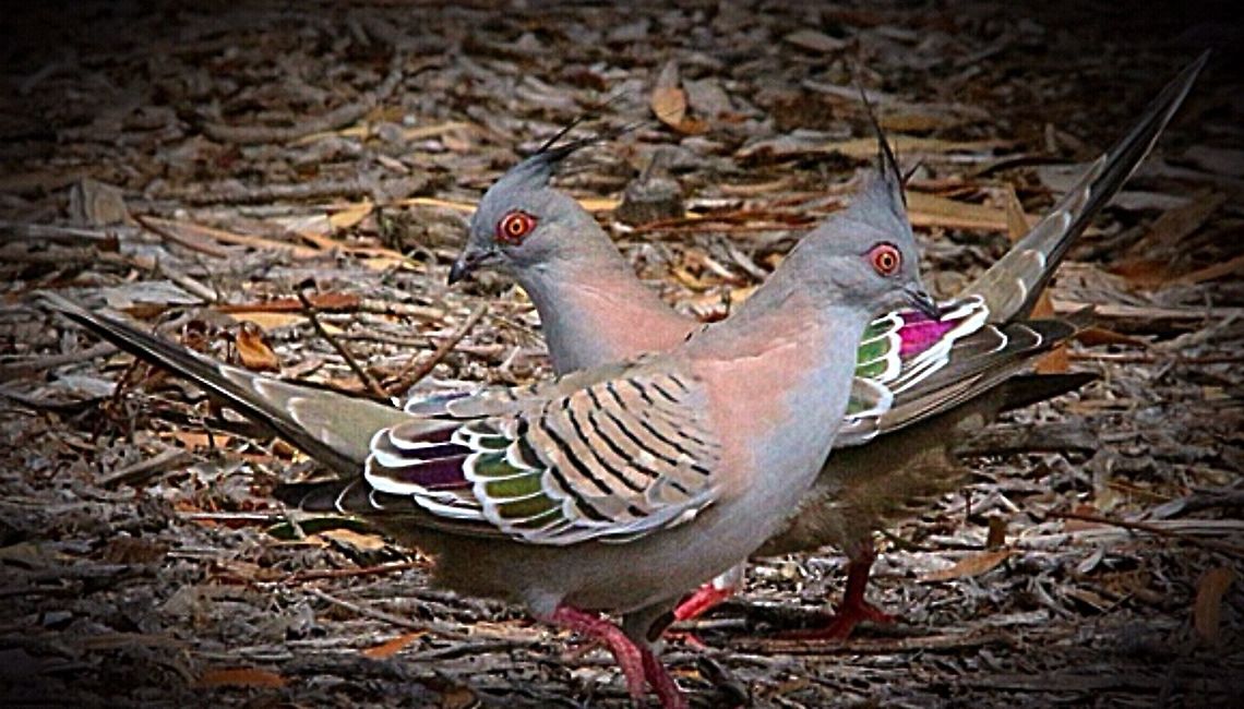 Crested pigeon A pair of crested pigeons starting a courtship walk. Crested pigeon,Eamw birds,Ocyphaps lophotes