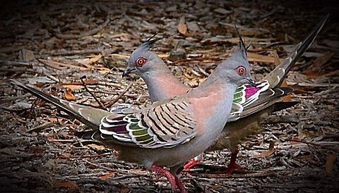 Crested pigeon A pair of crested pigeons starting a courtship walk. Crested pigeon,Eamw birds,Ocyphaps lophotes