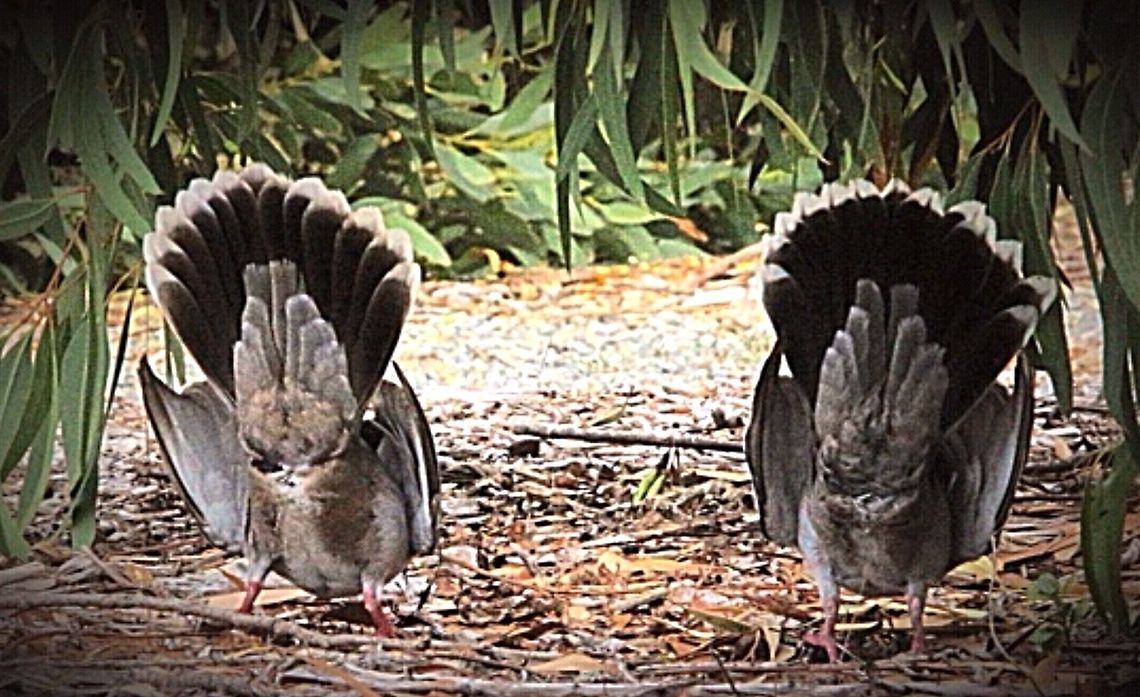 Crested pigeons during a courtship walk.  Crested pigeon,Eamw birds,Ocyphaps lophotes