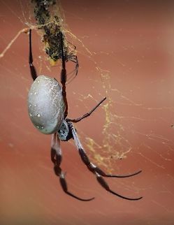 Big Nephila  Australia,Eamw spiders,Eamw spiders Orbweavers,Fall,Geotagged,Nephila edulis