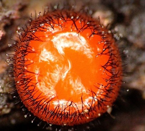 Eyelash cup There was some moisture in the centre which gave the cloud like light reflection. Australia,Eamw fungi,Eyelash cup,Geotagged,Scutellinia scutellata