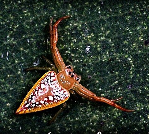 Triangular spider  Arkys walckenaeri,Australia,Eamw spiders,Geotagged,Walckenaer's Studded Arkys