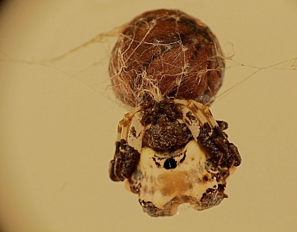 Bird dropping spider guarding her egg sack.  Bird dropping spider,Celaenia excavata,Eamw spiders