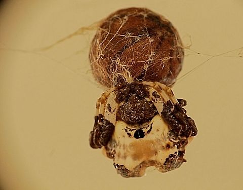 Bird dropping spider guarding her egg sack.  Bird dropping spider,Celaenia excavata,Eamw spiders