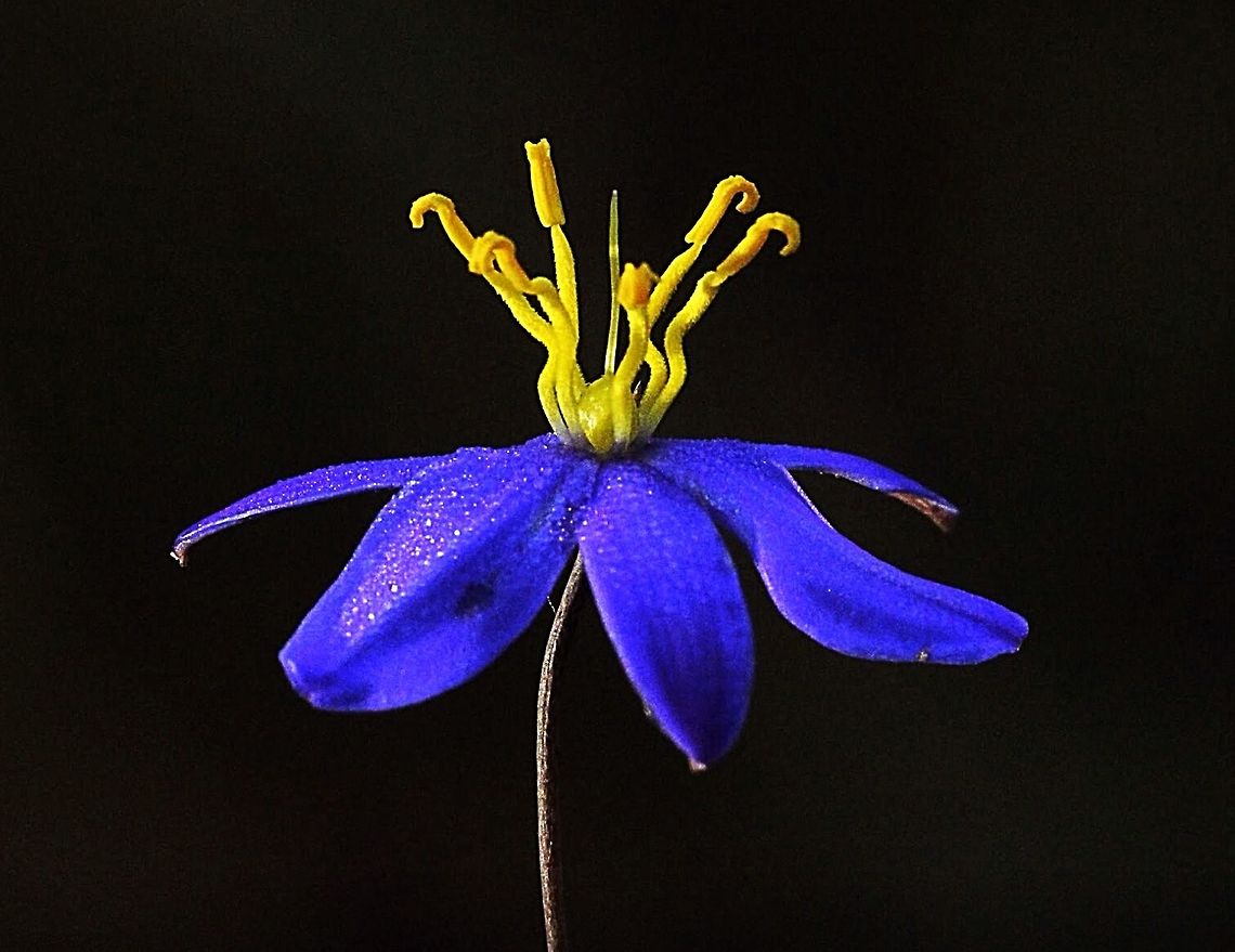 Blue flax lily  Dianella caerulea,Eamw flora