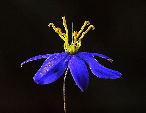 Blue flax lily  Dianella caerulea,Eamw flora