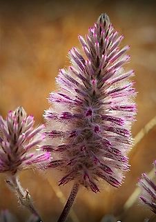 Regal foxtail Found on top of a sand dune in the Murray sunset national park  Australia,Eamw flora,Geotagged,Ptilotus nobilis,Regal foxtail