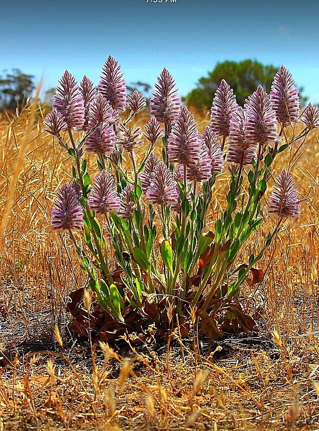 Pink mulla - Ptilotus exaltatus  Eamw flora,Ptilotus exaltatus,Ptilotus nobilis,Regal foxtail