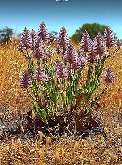 Pink mulla - Ptilotus exaltatus  Eamw flora,Ptilotus exaltatus,Ptilotus nobilis,Regal foxtail