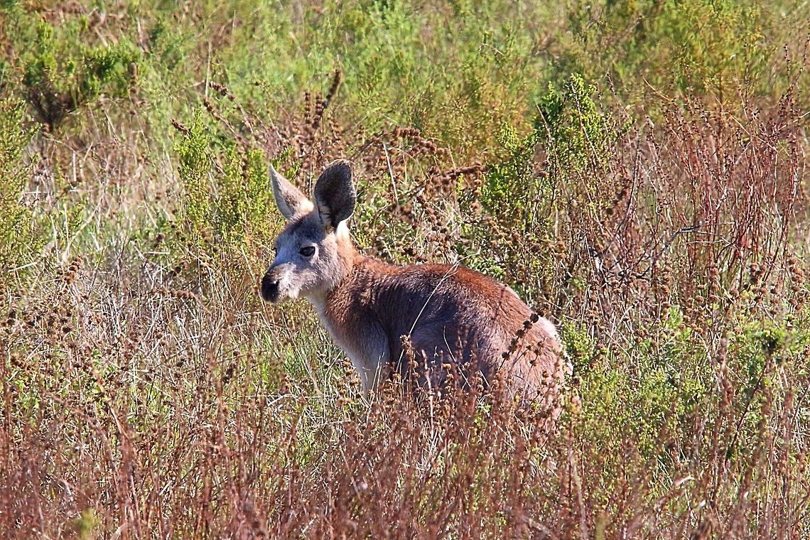 Wallaroo all by itselfs.  Eamw macropods,Macropus robustus,Wallaroo