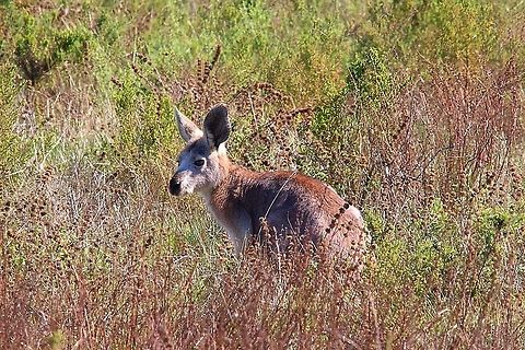 Wallaroo all by itselfs.  Eamw macropods,Macropus robustus,Wallaroo