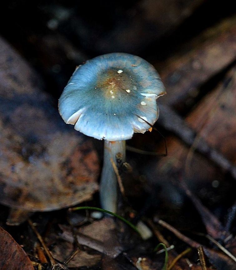 Cortinarius rotundisporus  Cortinarius rotundisporus,EW cortinarius,Eamw fungi,Elegant blue webcap
