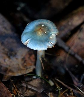 Cortinarius rotundisporus  Cortinarius rotundisporus,EW cortinarius,Eamw fungi,Elegant blue webcap