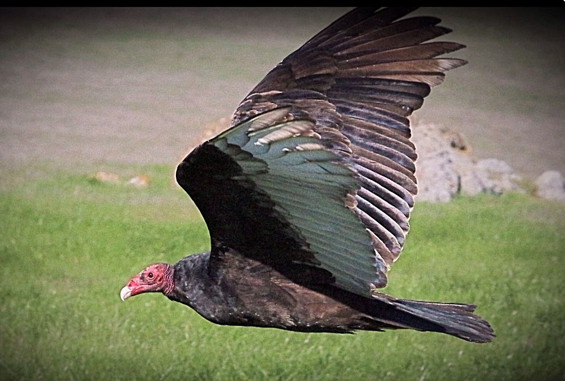 Turkey volture near San Simeon California.  America,Cathartes aura,Eamw birds,Eamw birds of prey
