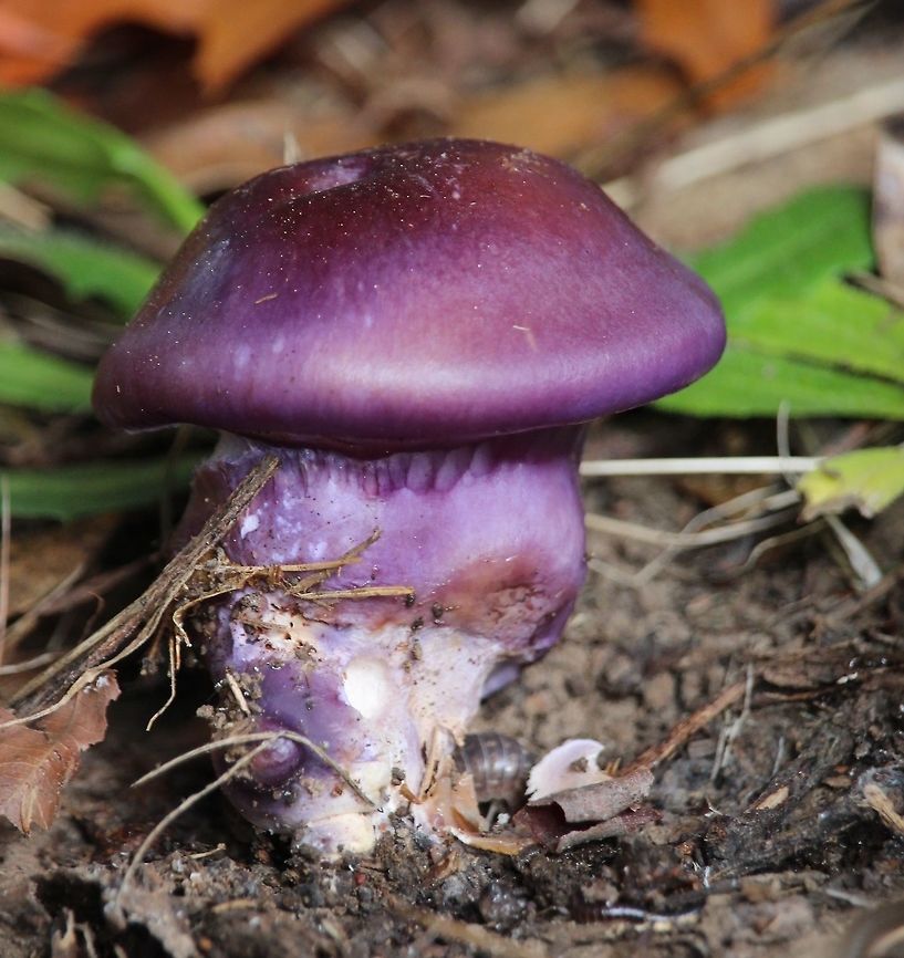 Cortinarius archeri  Australia,Cortinarius archeri,EW cortinarius,Eamw fungi,Fall