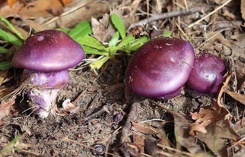Cortinarius archeri family  Australia,Cortinarius archeri,EW cortinarius,Eamw fungi,Fall