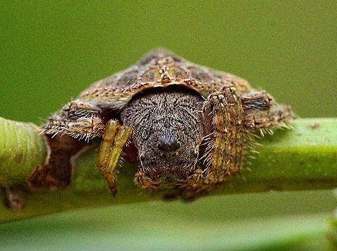 Wrap-around Spider  ( Dolophones conifera)  Dolophones conifera,Eamw spiders,Wrap-around spider