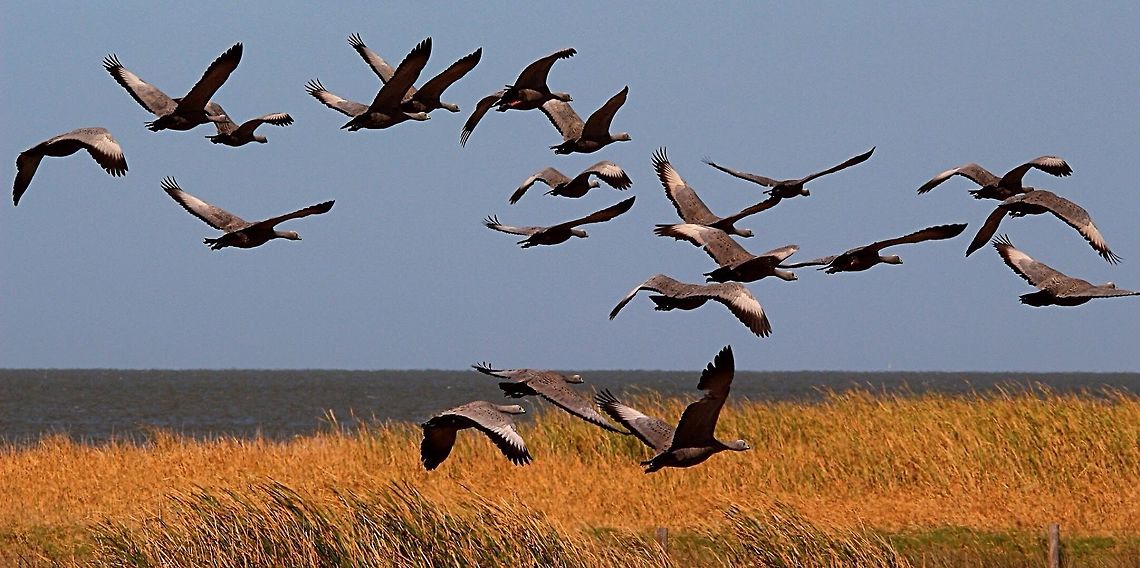 Cape Barren geese in flight  Cape Barren goose,Cereopsis novaehollandiae,Eamw birds