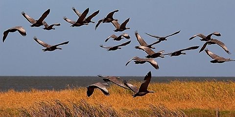 Cape Barren geese in flight  Cape Barren goose,Cereopsis novaehollandiae,Eamw birds