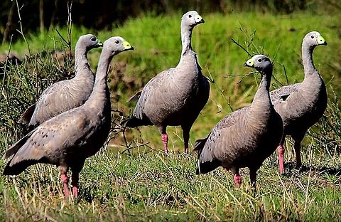 Cape Barren geese on Fleurieu peninsula SA.  Cape Barren goose,Cereopsis novaehollandiae,Eamw birds