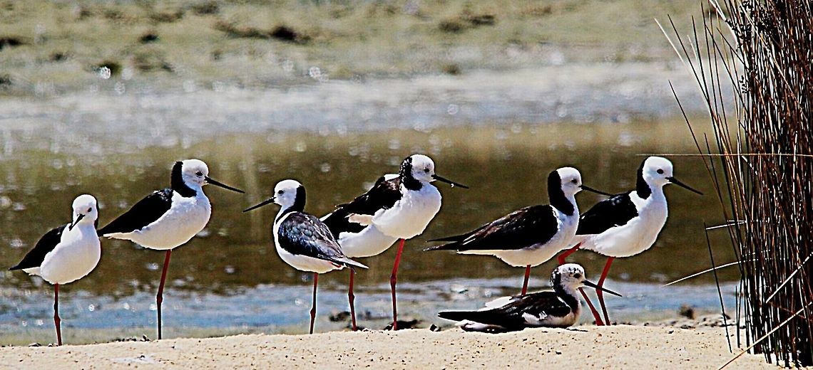 Pied stilt  Australia,Black-winged stilt,Eamw birds,Geotagged,Himantopus himantopus