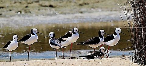 Pied stilt  Australia,Black-winged stilt,Eamw birds,Geotagged,Himantopus himantopus
