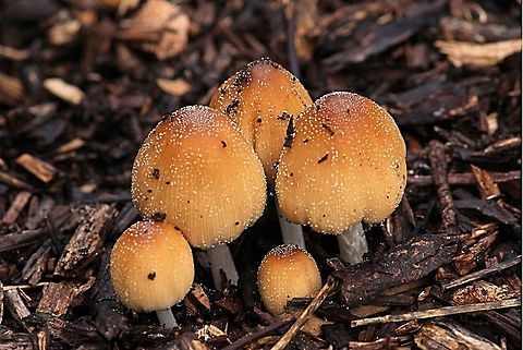 Coprinellus in mulch bed  Australia,Coprinellus micaceus,Eamw fungi,Geotagged