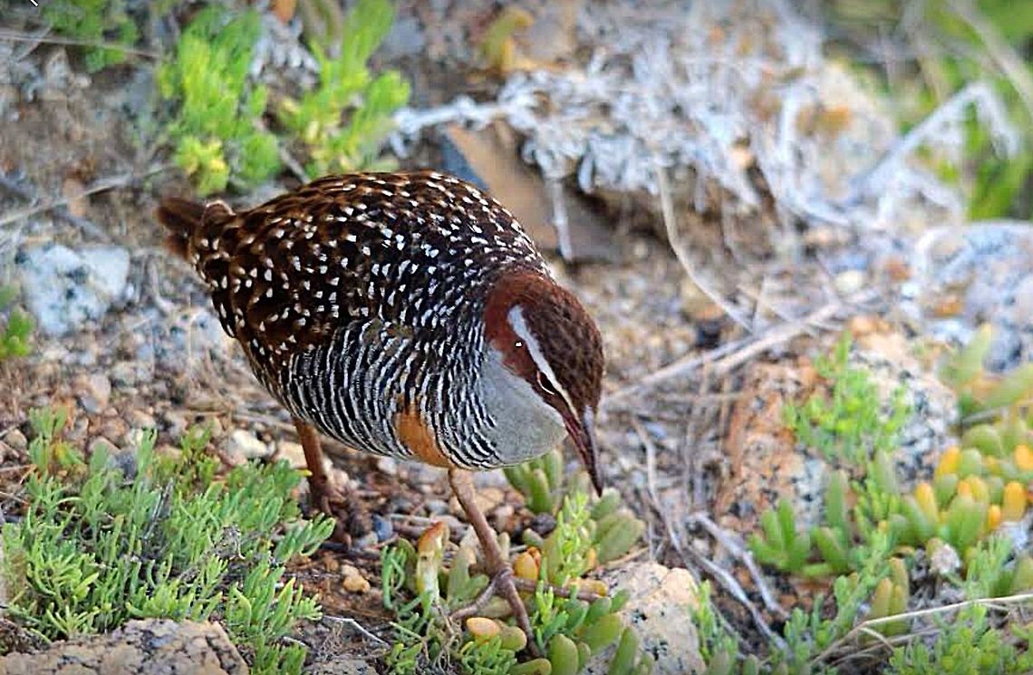 Buff-banded Rail  Buff-banded Rail,Eamw birds,Gallirallus philippensis