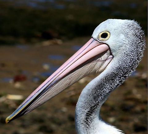 Australian Pelican  Australian Pelican,Eamw birds,Pelecanus conspicillatus