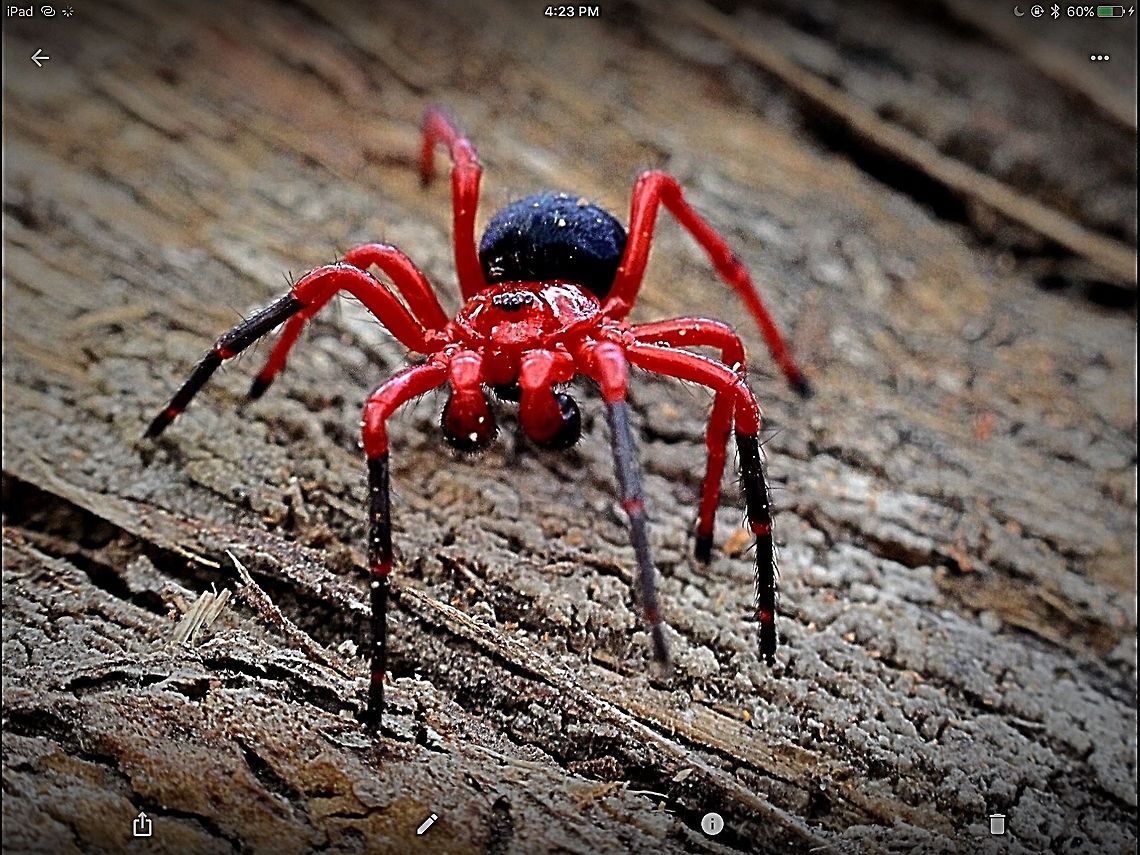 Red and black spider . Definitely red and black.<br />
Usually found in leaf litter around eucalyptus trees.  Eamw spiders,Nicodamus peregrinus,Red & Black Spider